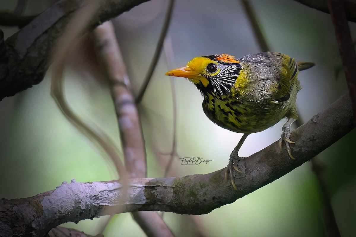Flame-templed Babbler - ML610918635