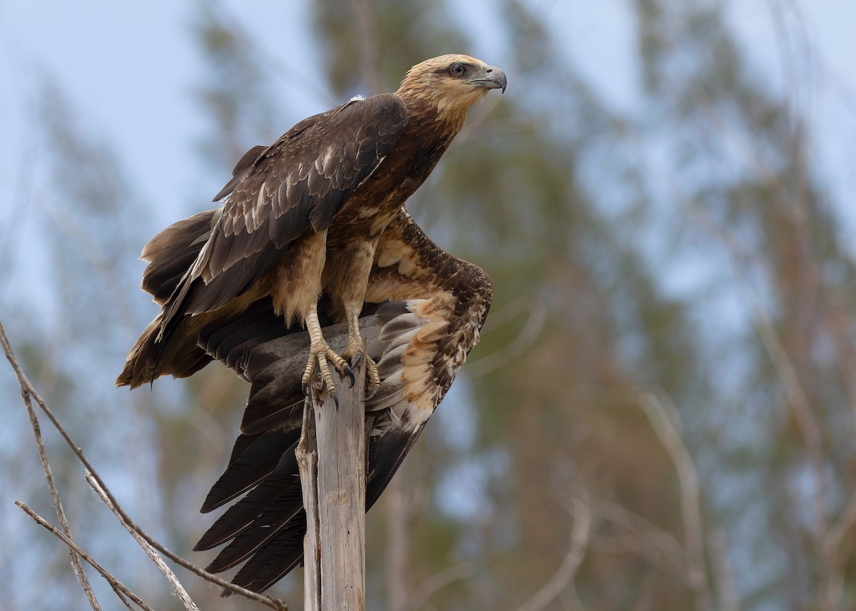 White-bellied Sea-Eagle - Ayuwat Jearwattanakanok