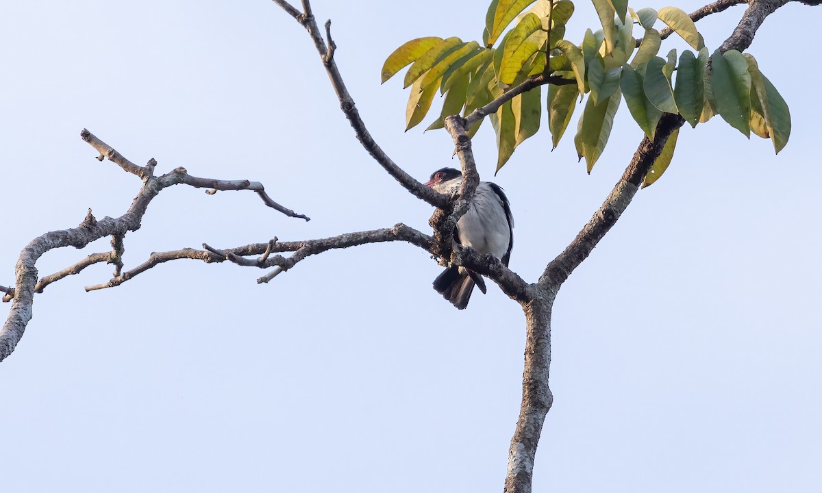 Black-tailed Tityra (Western) - ML610918655