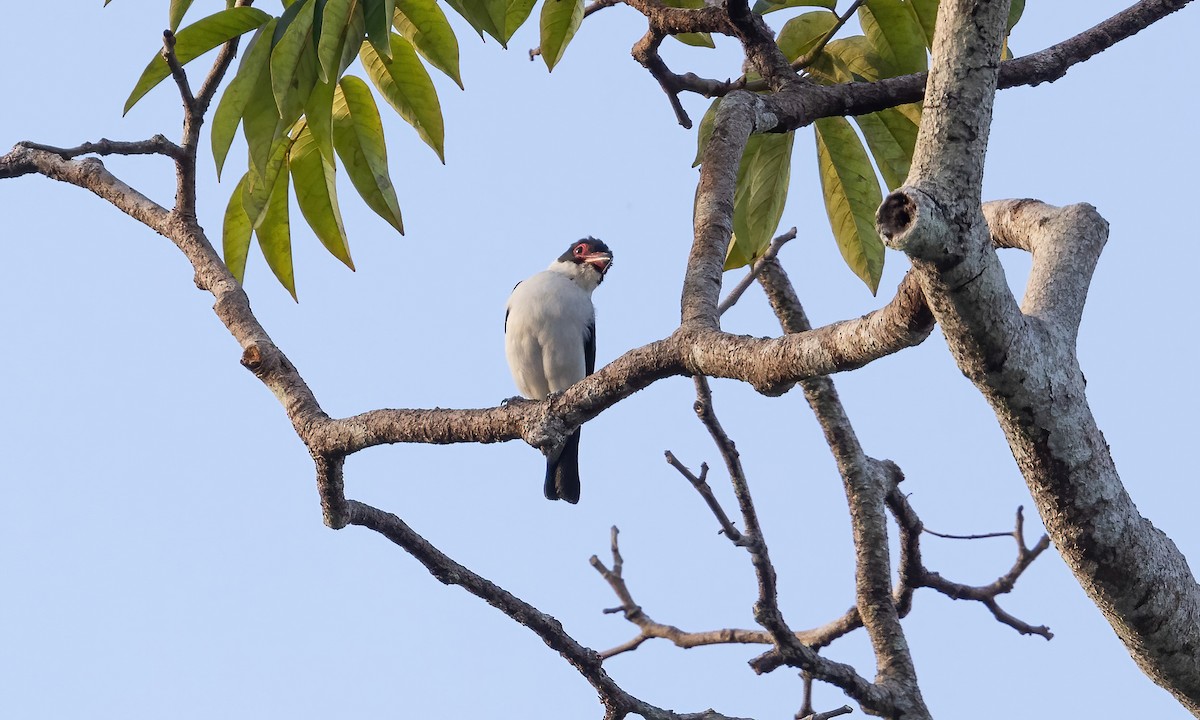 Black-tailed Tityra (Western) - ML610918657