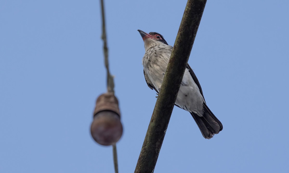 Black-tailed Tityra (Western) - ML610918659