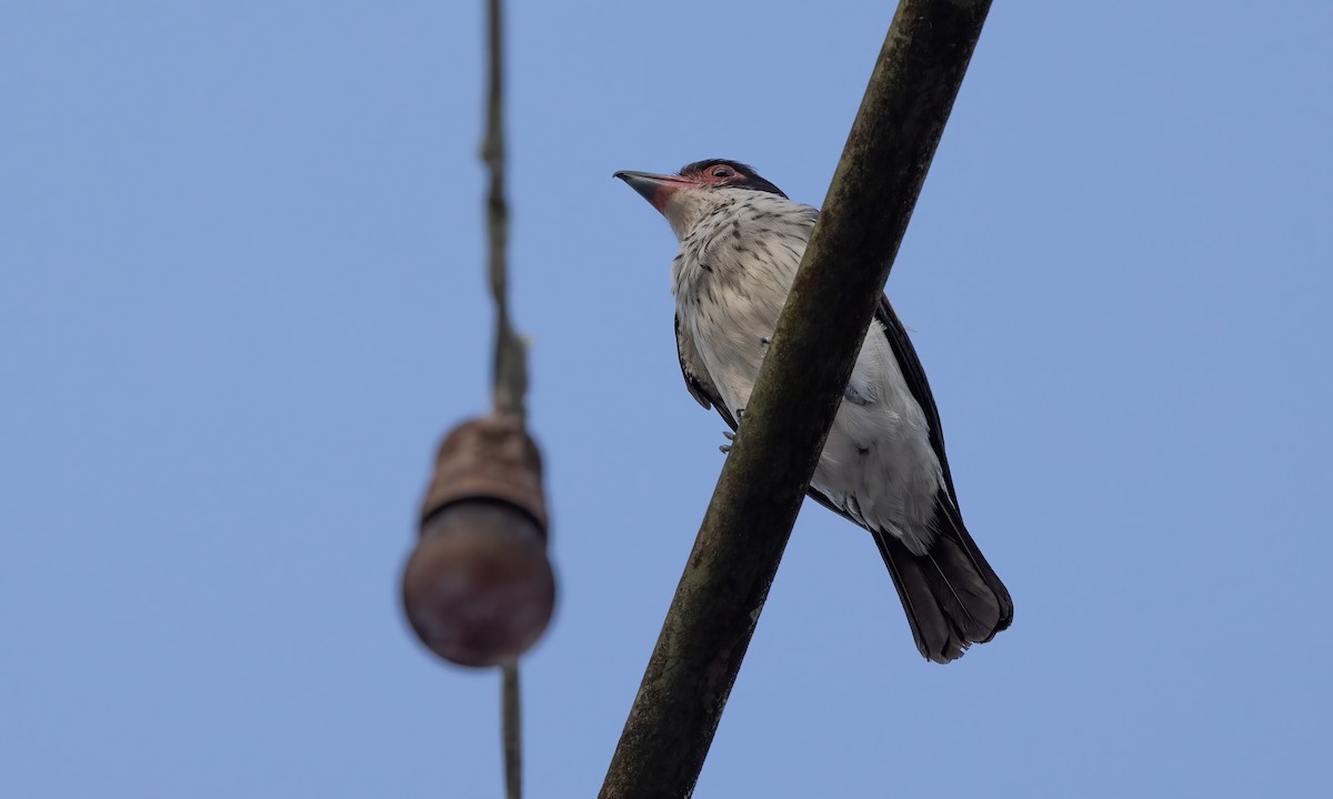 Black-tailed Tityra (Western) - ML610918660