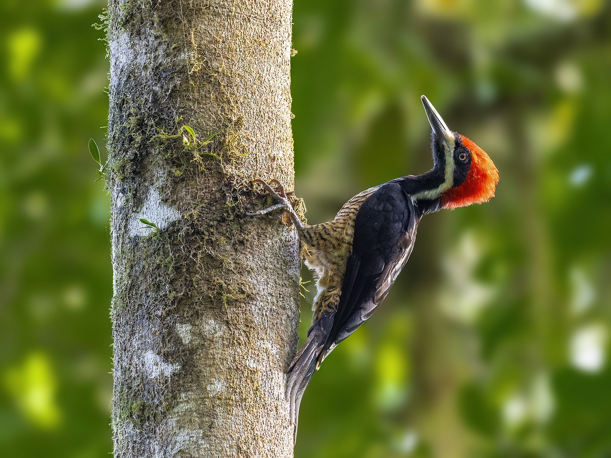 Powerful Woodpecker - ML610918736