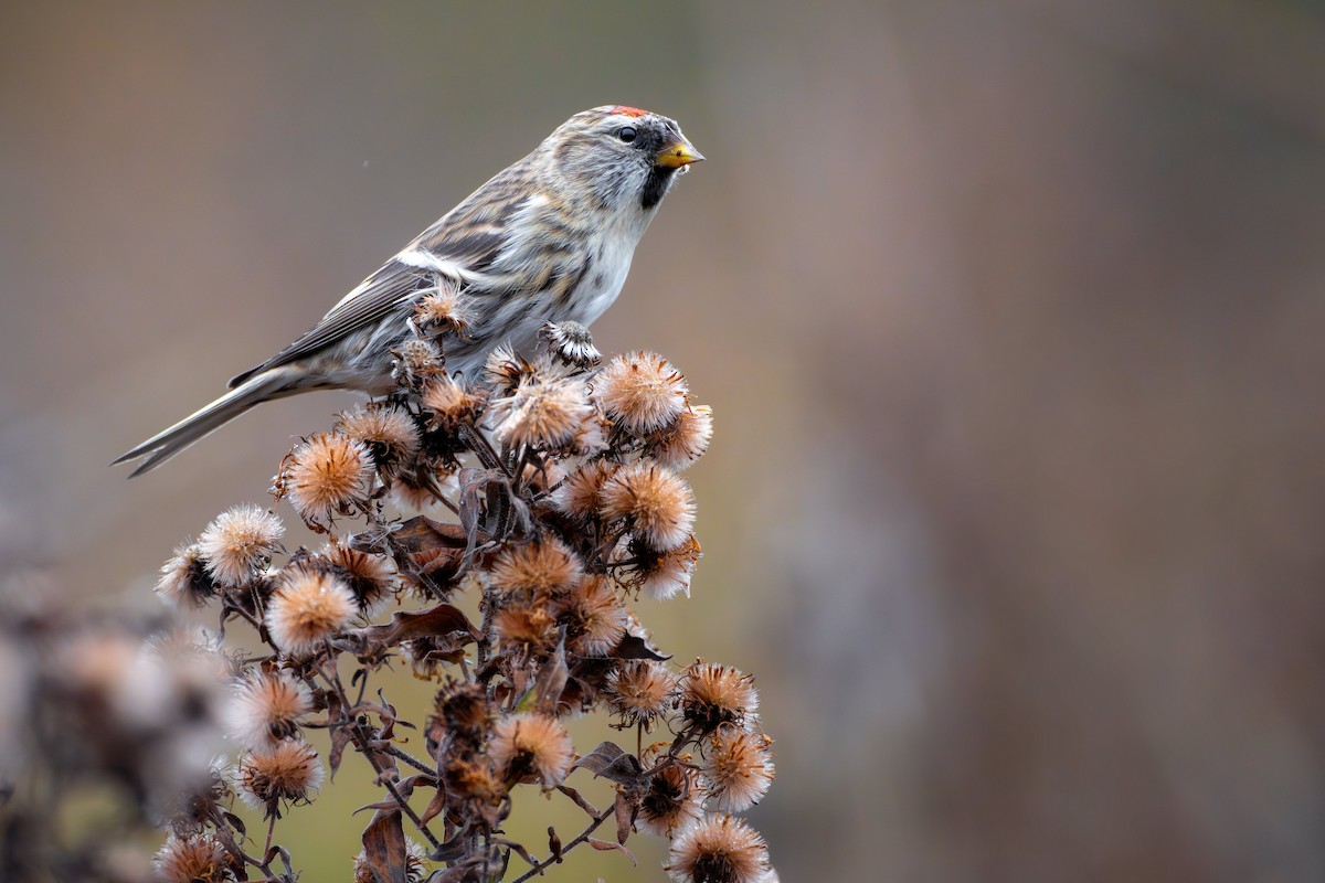 Common Redpoll - ML610918748