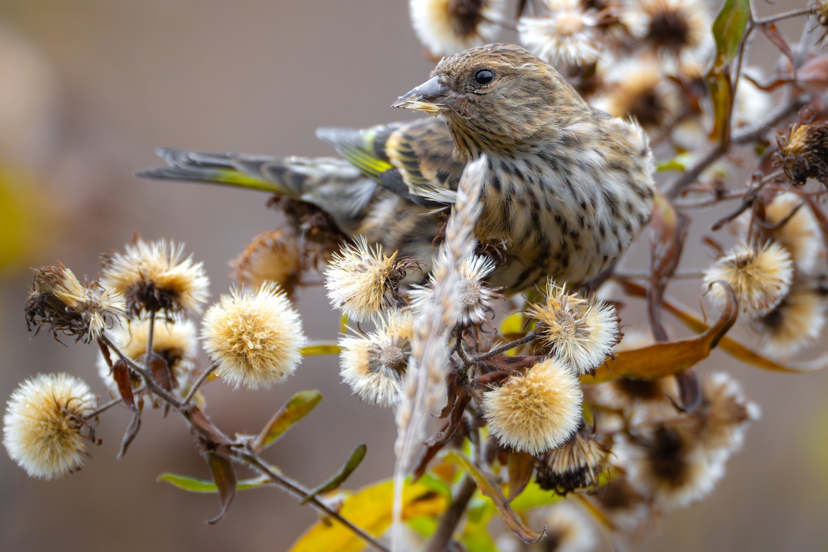 Pine Siskin - ML610918761