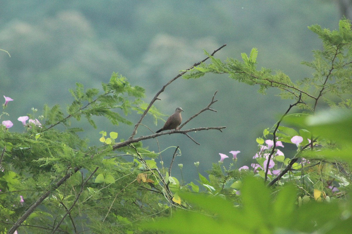 Ruddy Ground Dove - ML610918774