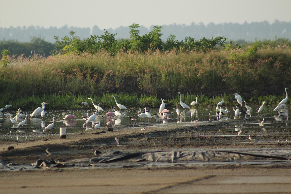 Black-necked Stilt - ML610918820