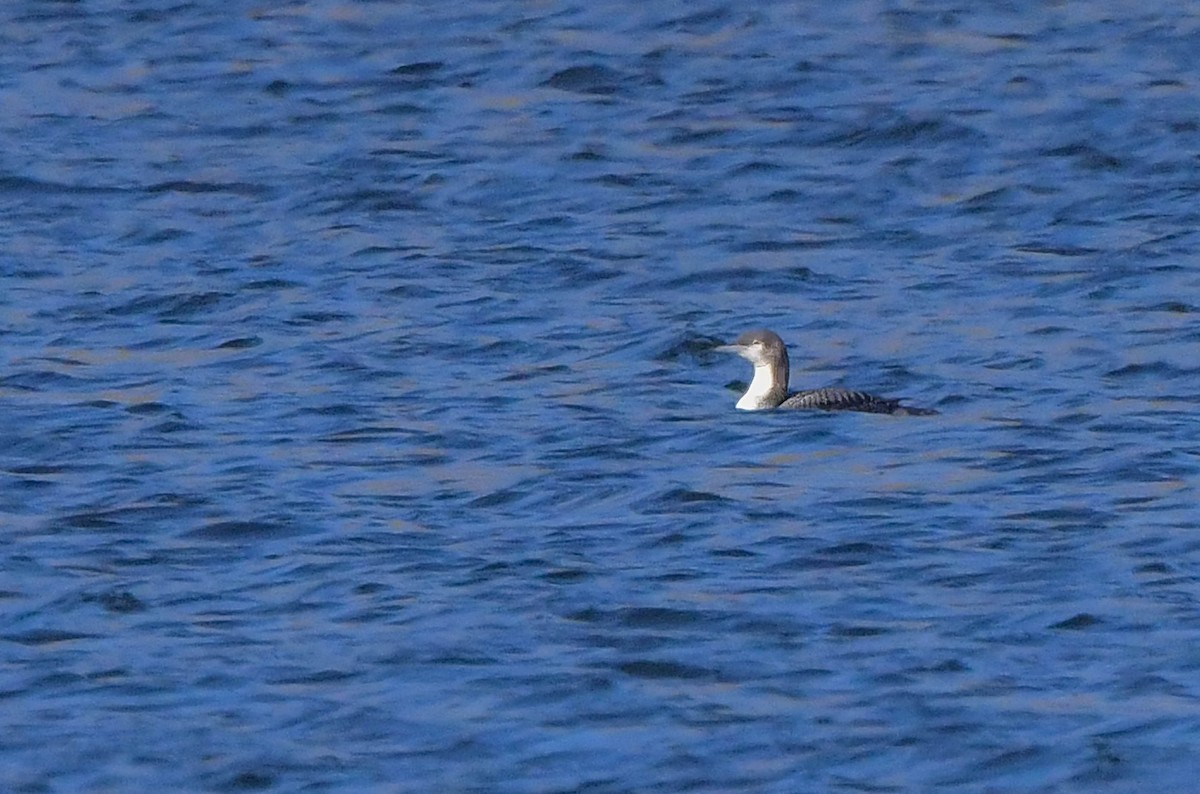 Pacific Loon - ML610918850