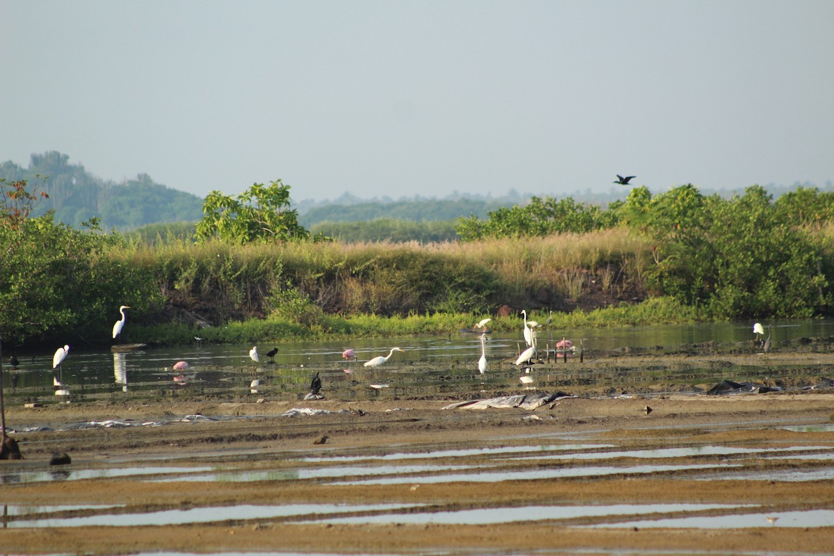 Spotted Sandpiper - ML610918852