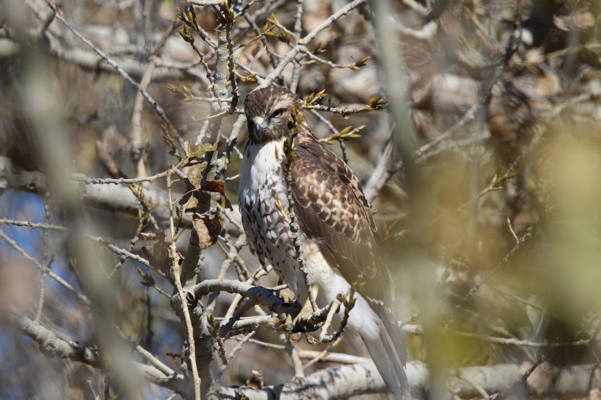 Red-tailed Hawk - ML610918877