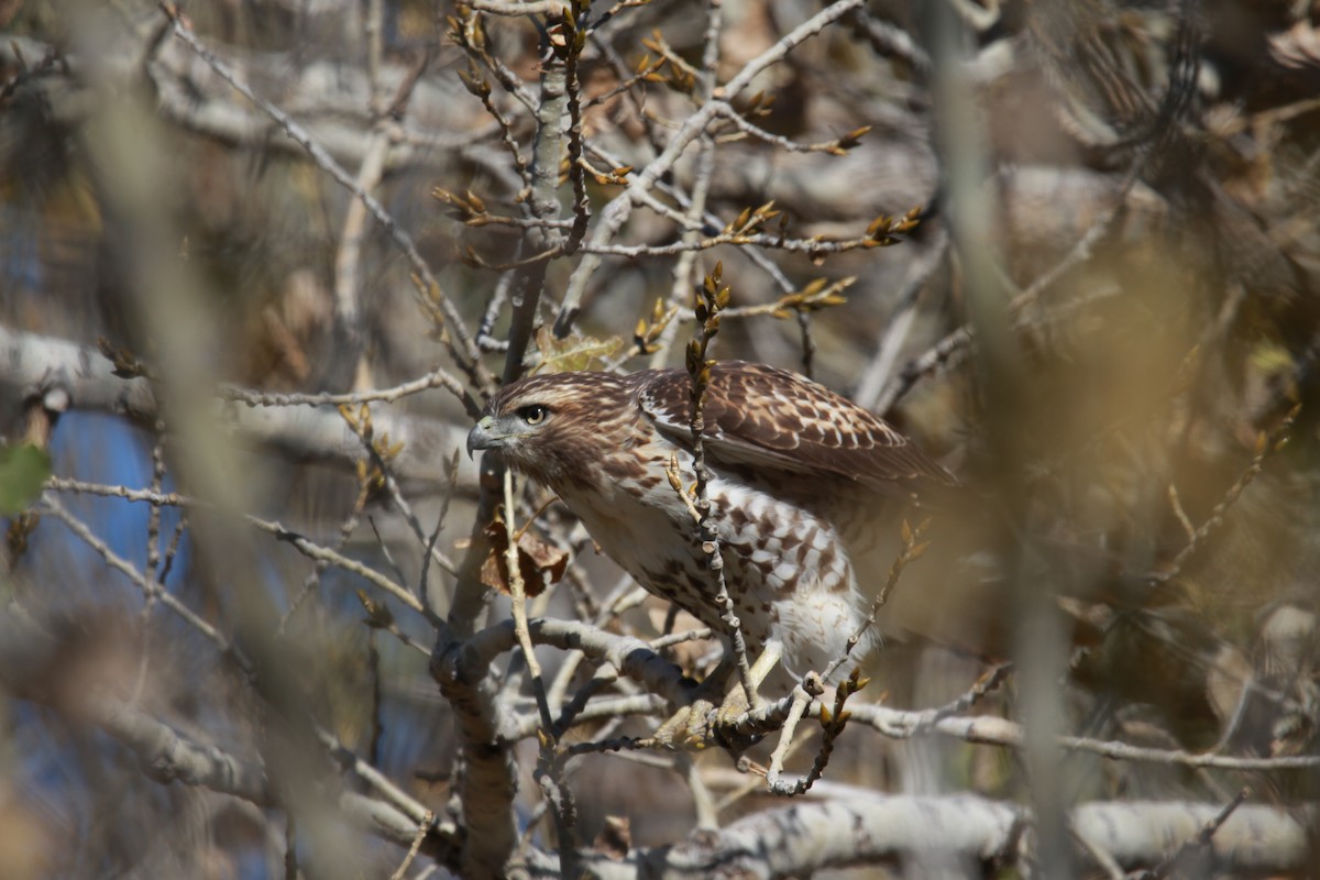 Red-tailed Hawk - ML610918878