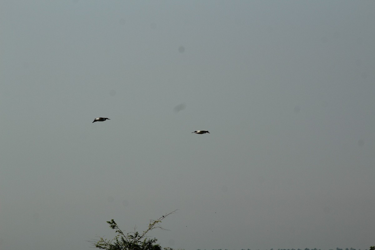 American White Pelican - ML610918899
