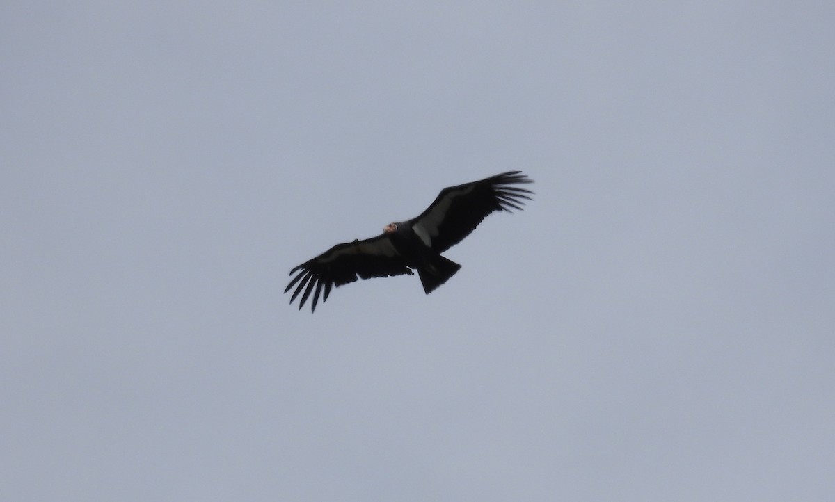 Condor de Californie - ML610918907