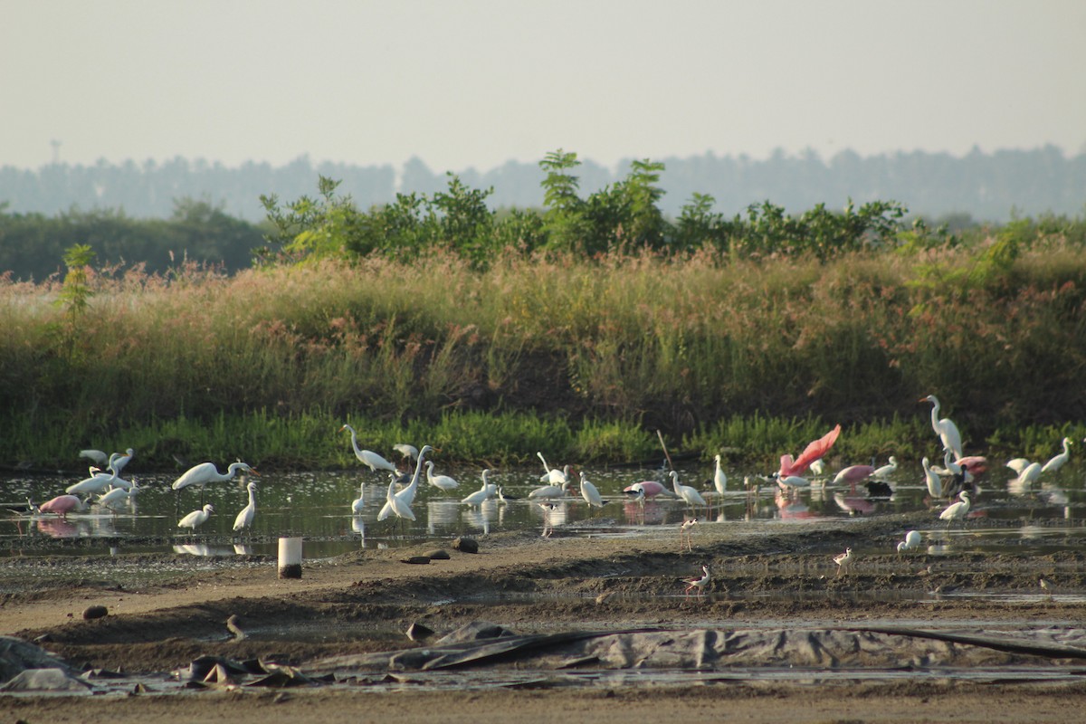 Roseate Spoonbill - ML610918908