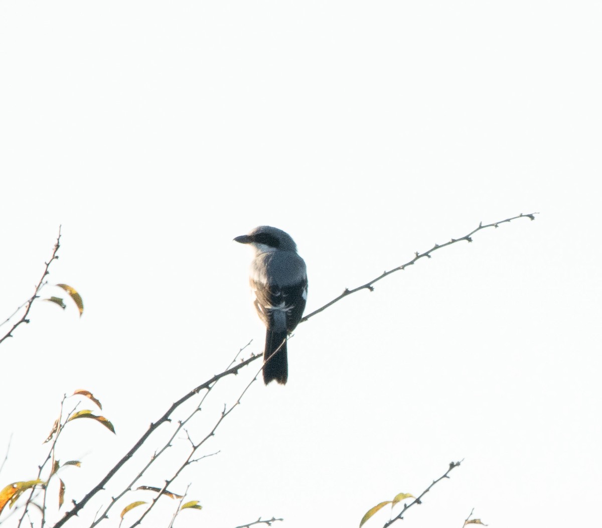 Loggerhead Shrike - ML610919044