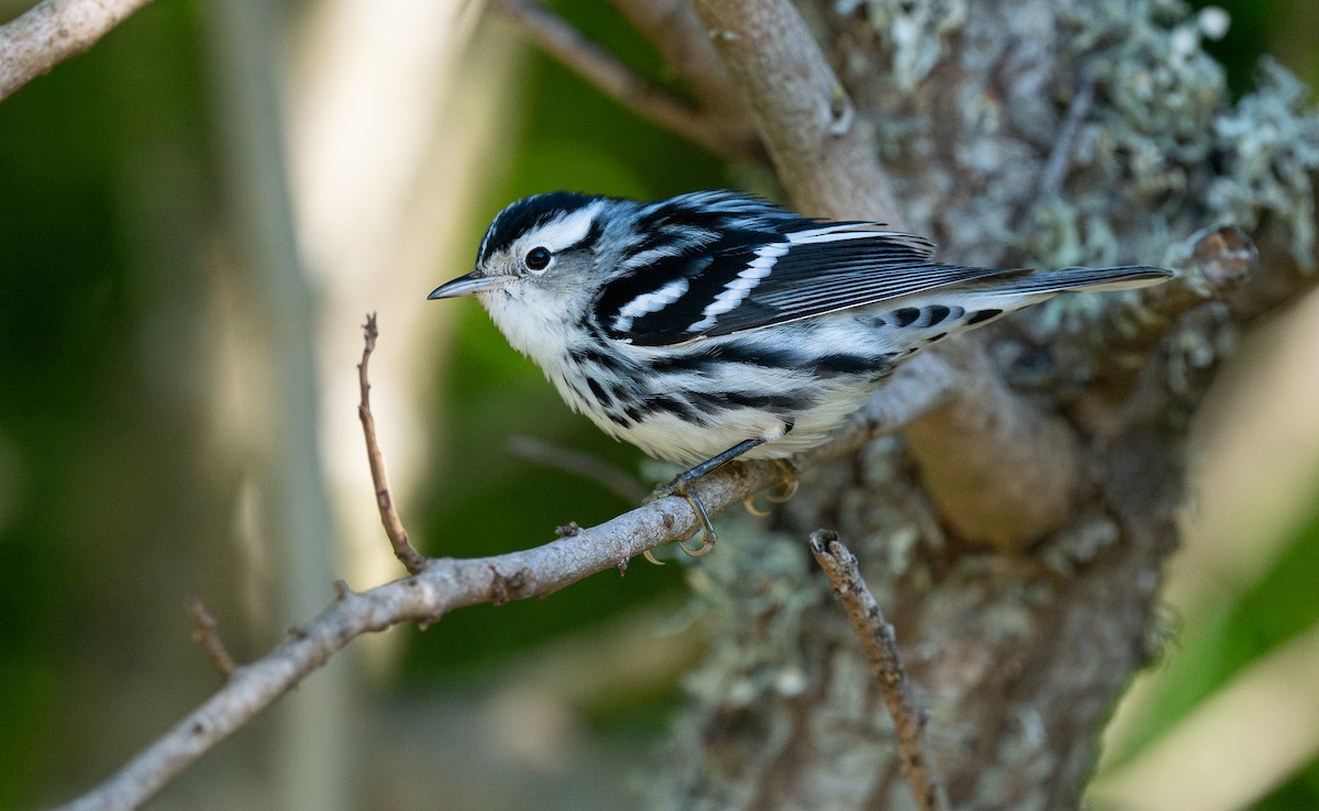 Black-and-white Warbler - ML610919063