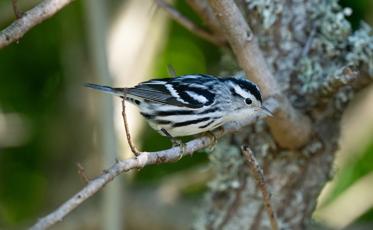 Black-and-white Warbler - ML610919064