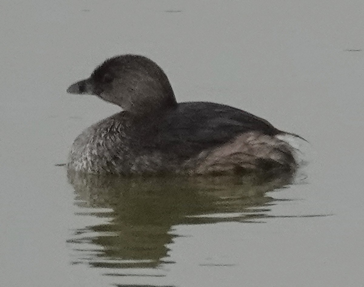 Pied-billed Grebe - ML610919083