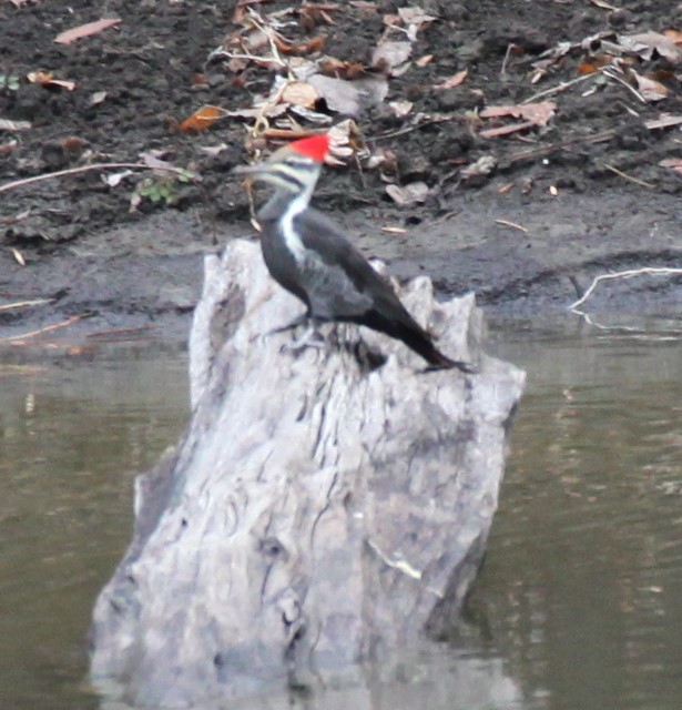 Pileated Woodpecker - Ken Lamberton