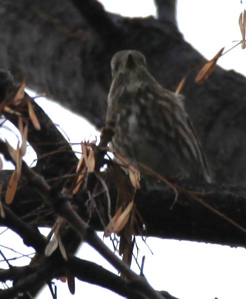 Purple Finch - ML610919089