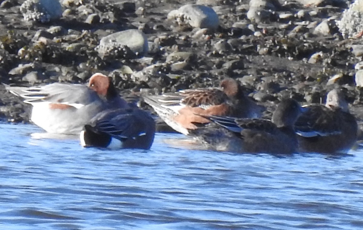 Eurasian x American Wigeon (hybrid) - ML610919183