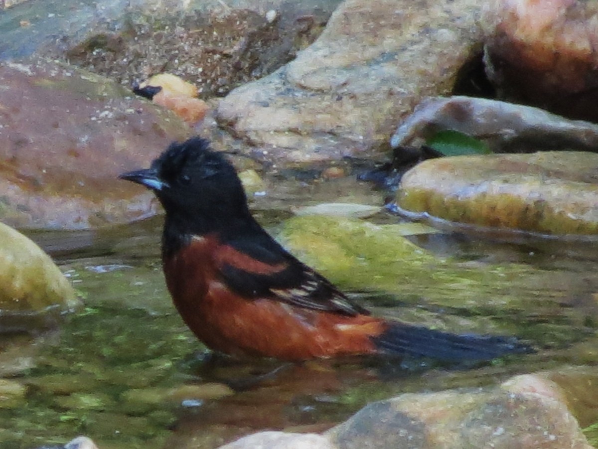 Orchard Oriole - ML610919268