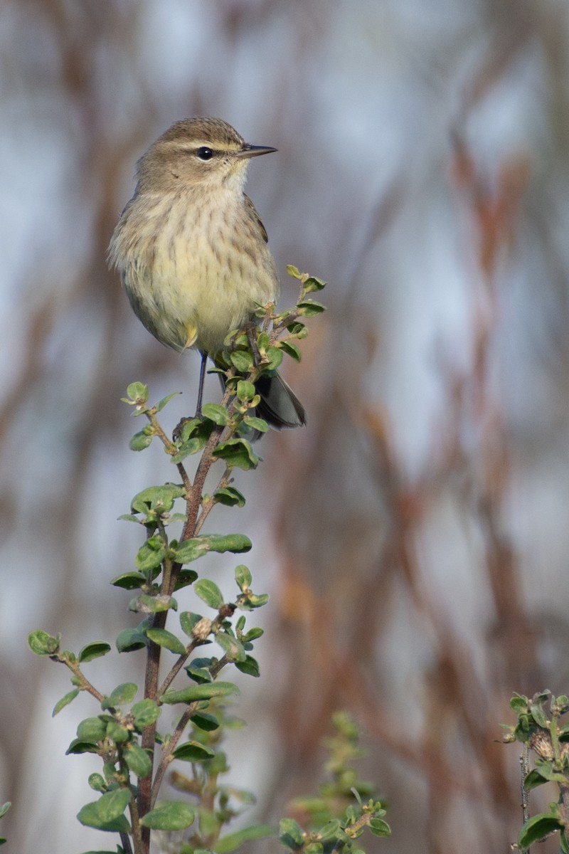 Palm Warbler - Owen Sinkus