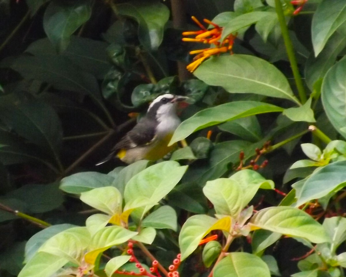 Sucrier à ventre jaune (bahamensis) - ML610919273