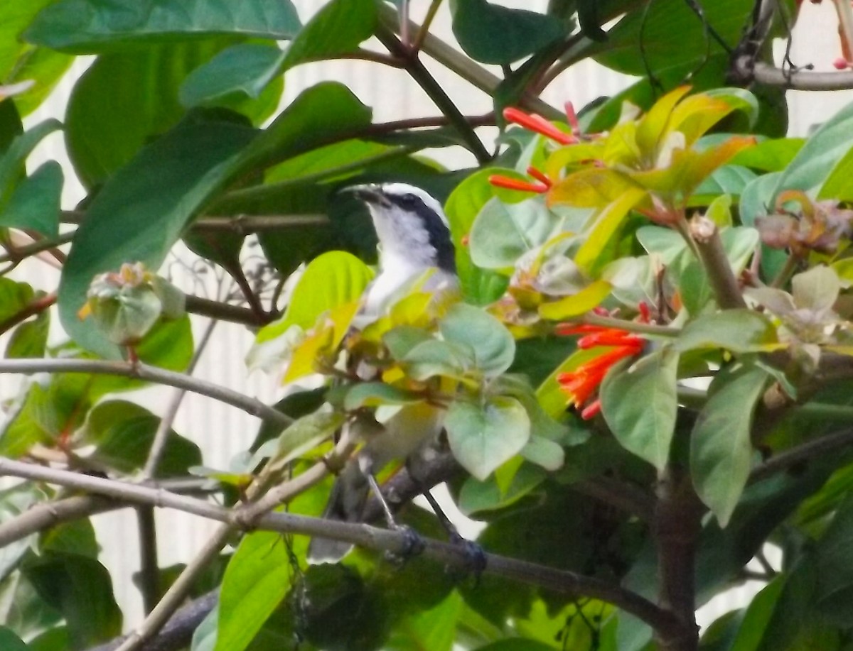 Zuckervogel (bahamensis) - ML610919284