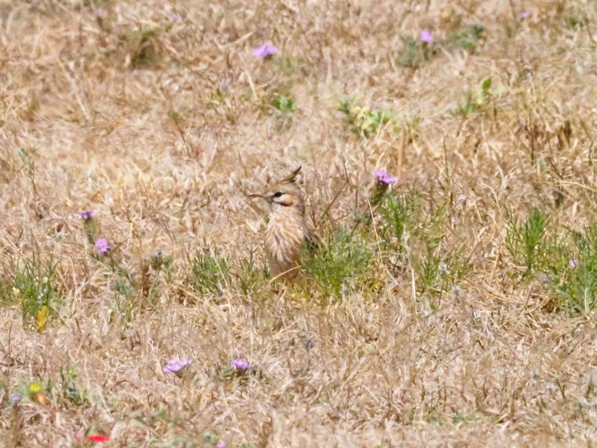 Lark-like Brushrunner - Todd Deininger