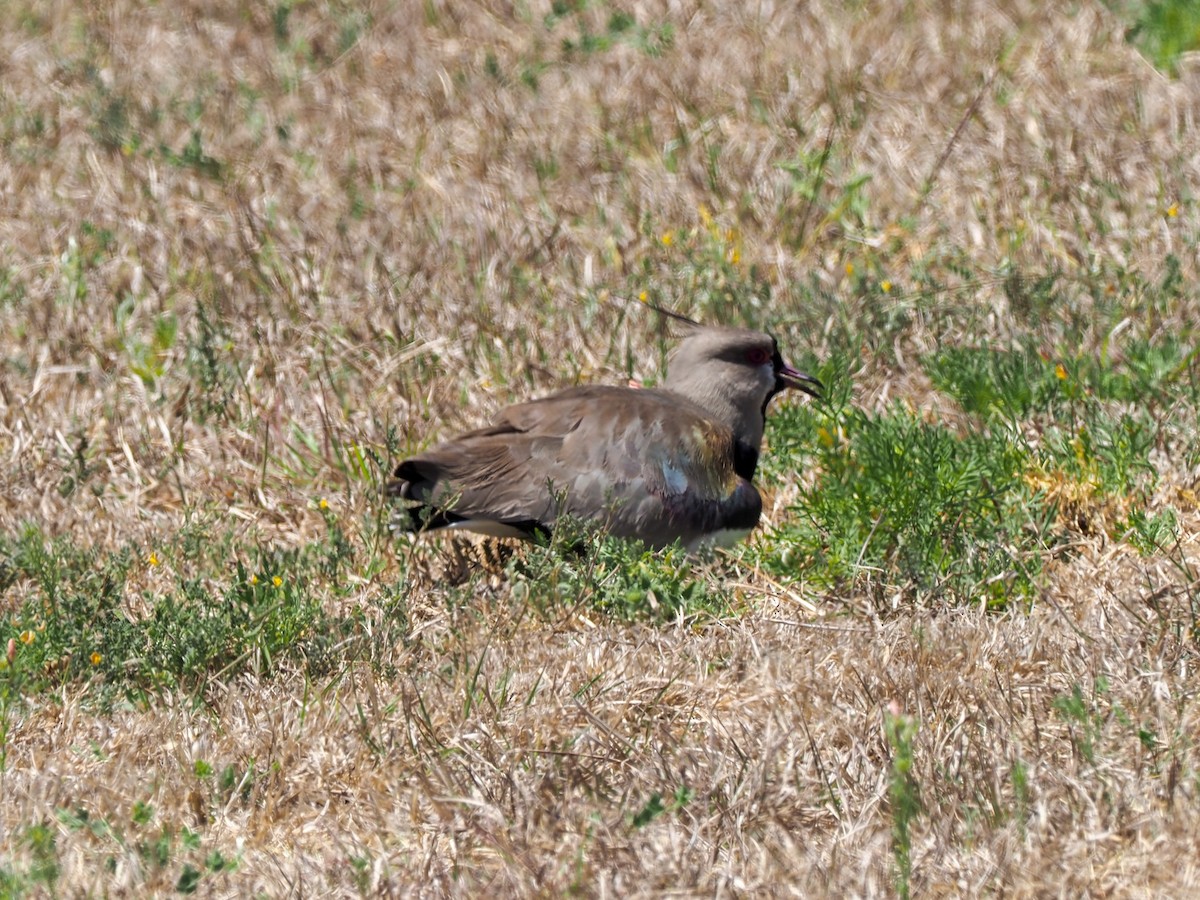 Southern Lapwing - Todd Deininger