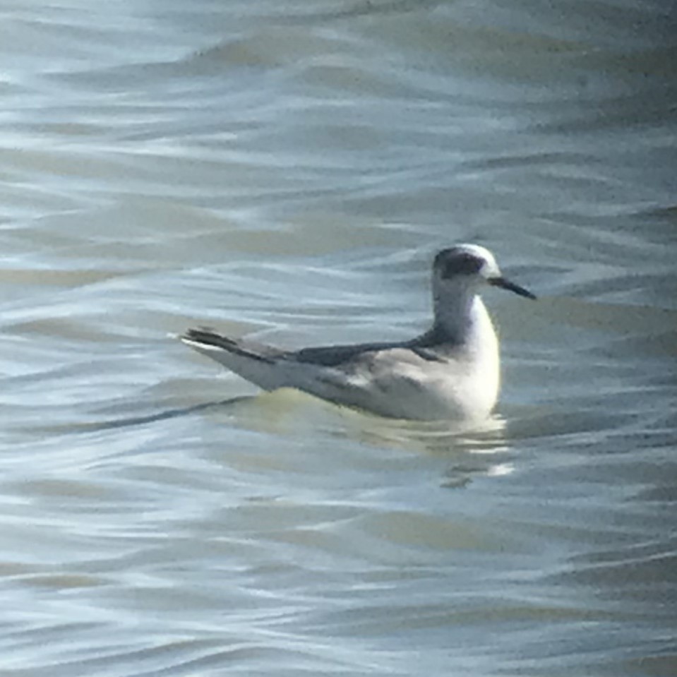 Red Phalarope - ML610919383