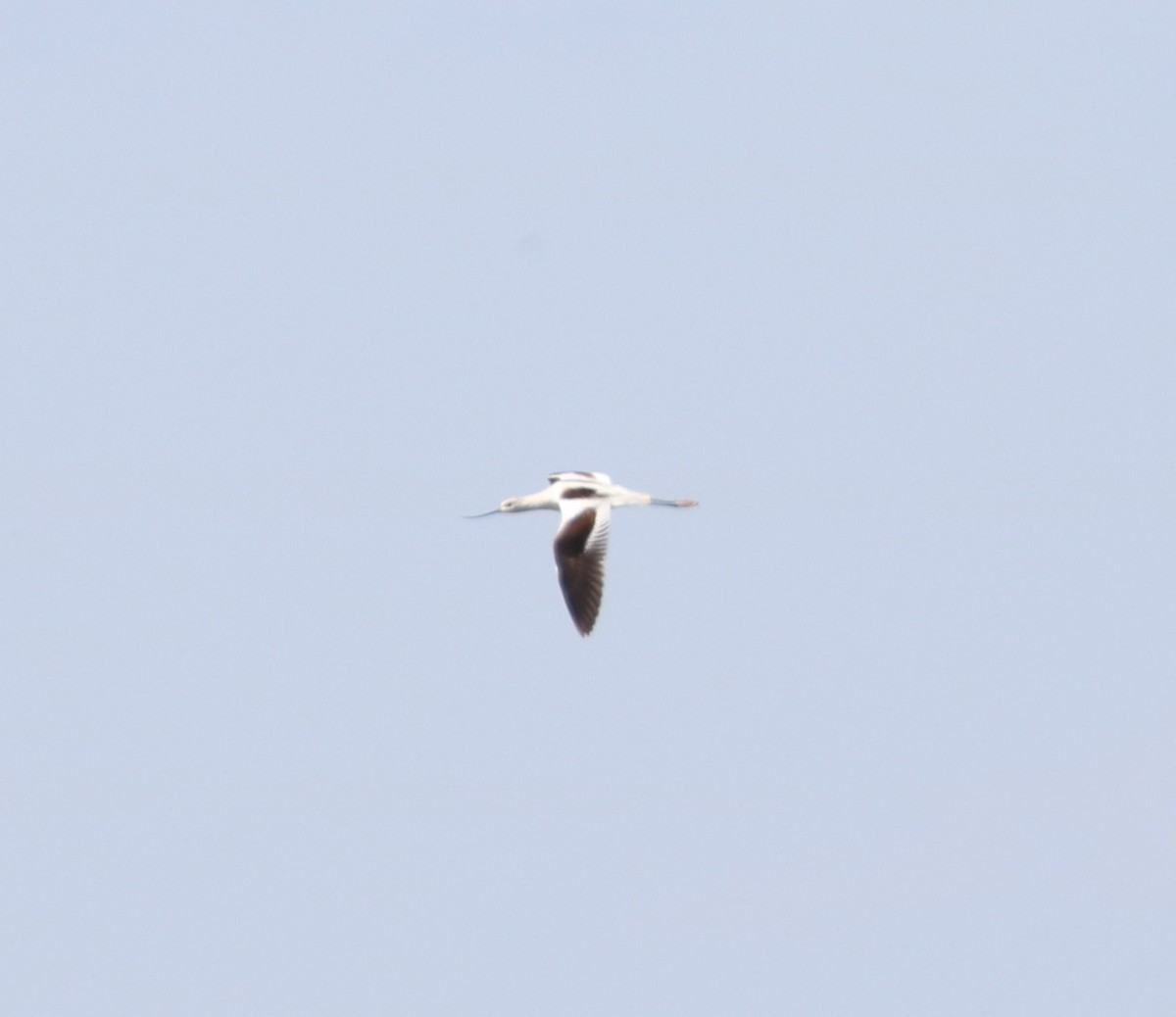 American Avocet - ML610919563