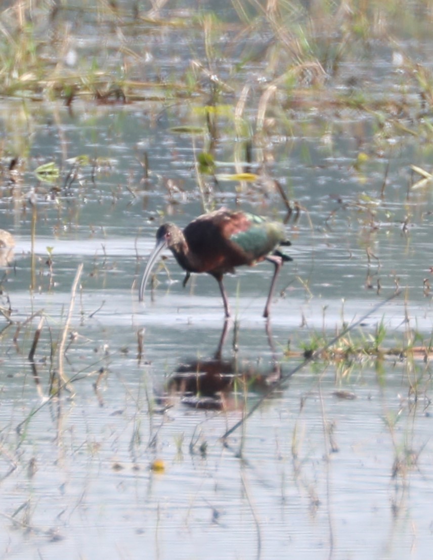 ibis americký - ML610919599