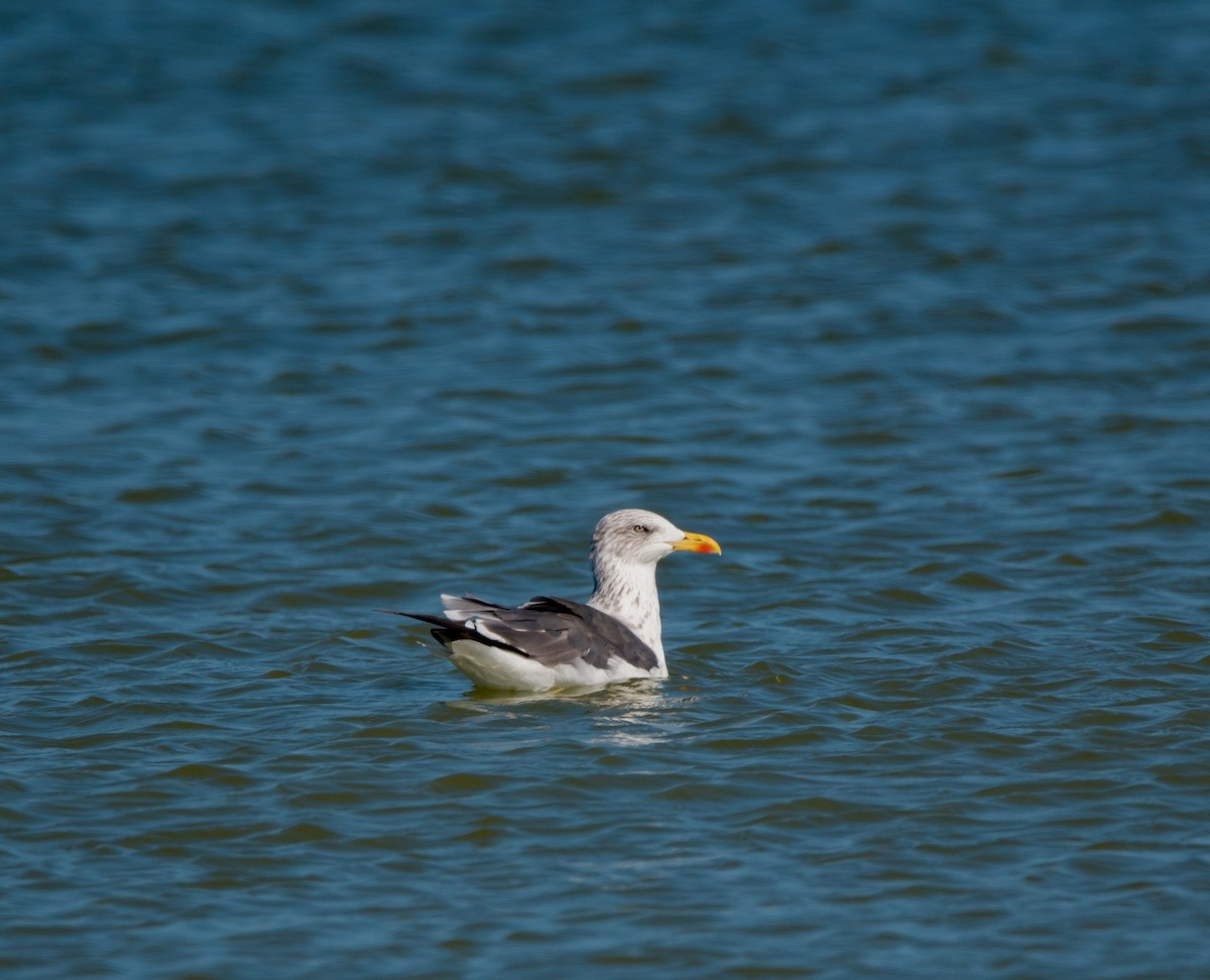 Lesser Black-backed Gull - ML610919640