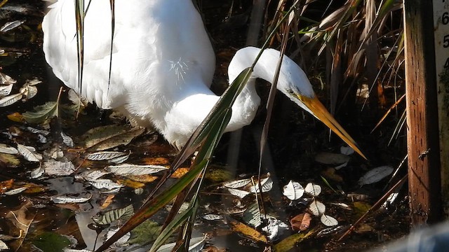 Great Egret - ML610919656