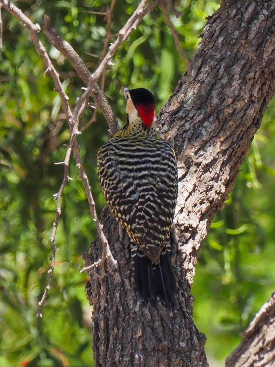 Green-barred Woodpecker - Todd Deininger