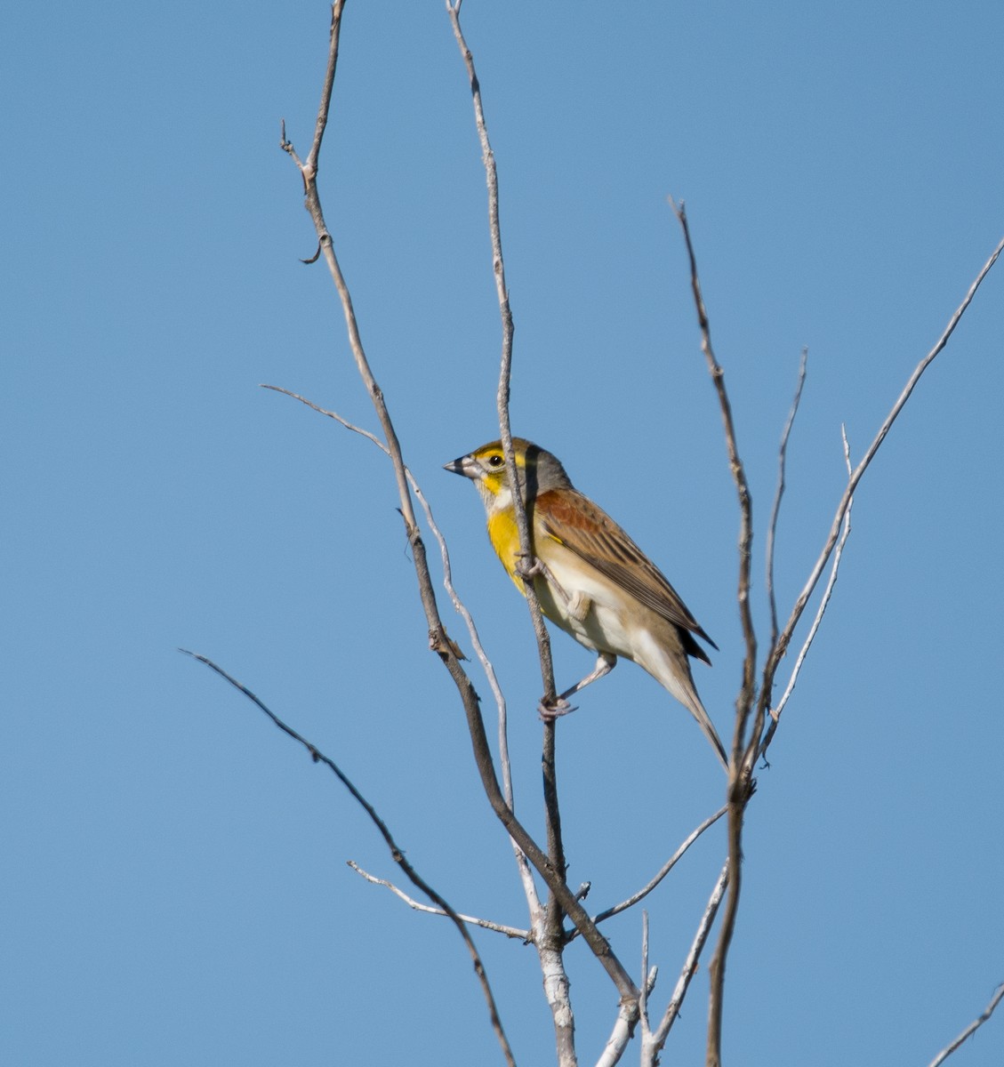 Dickcissel - ML610919675