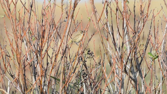 Paruline à couronne rousse - ML610919678