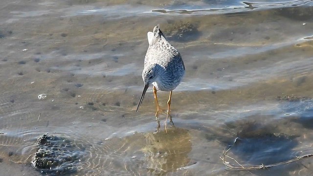 Greater Yellowlegs - ML610919750