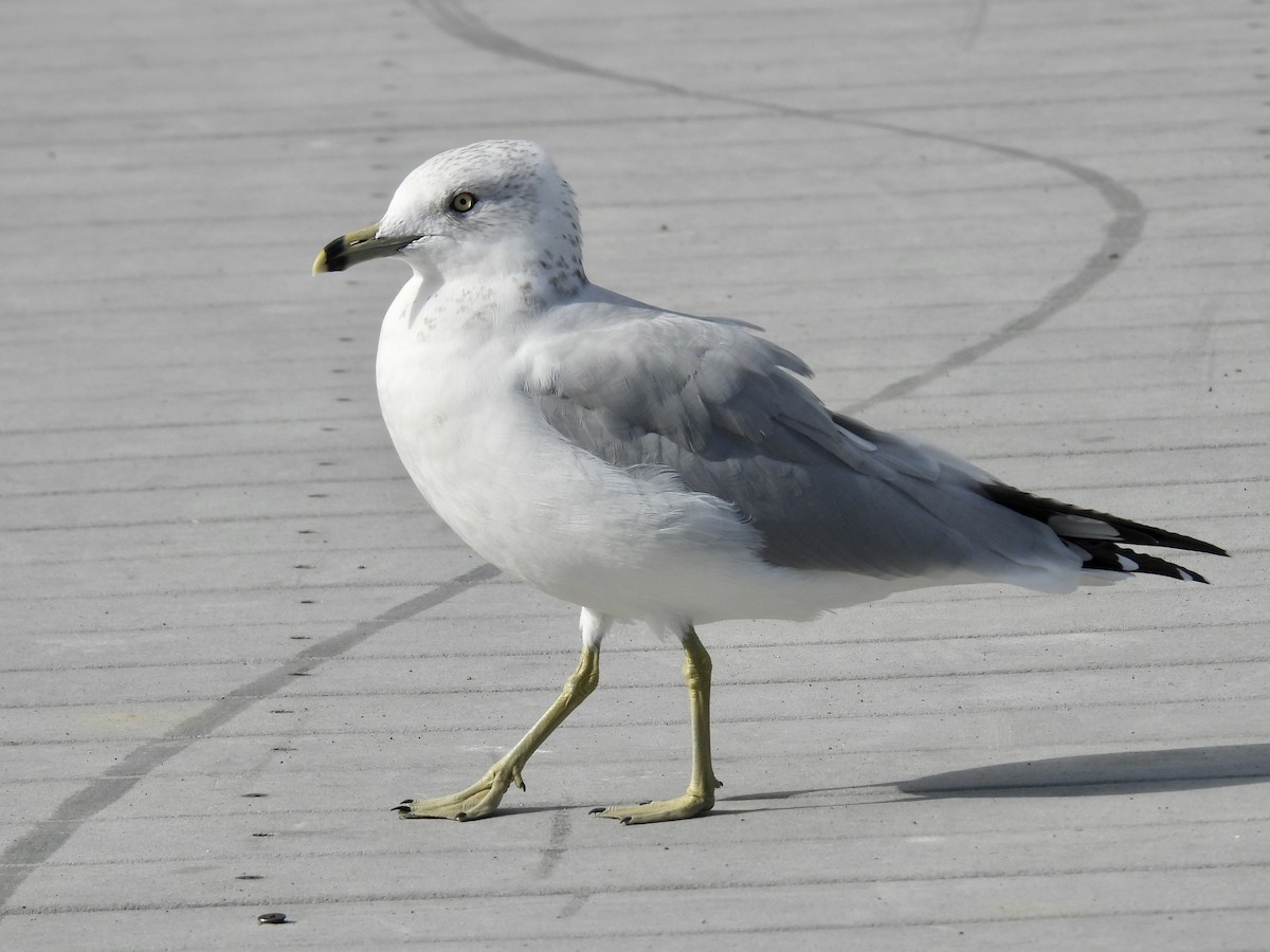 Ring-billed Gull - ML610919821