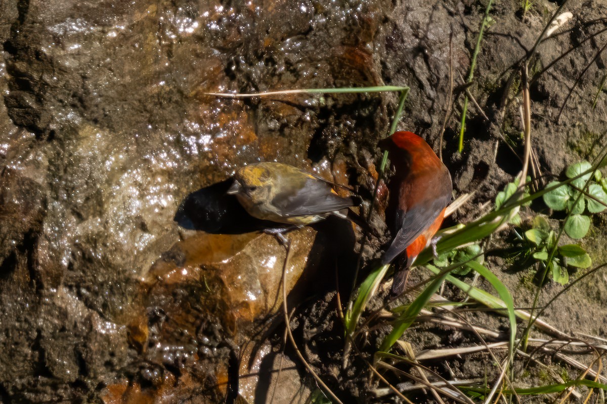 Red Crossbill - ML610919856