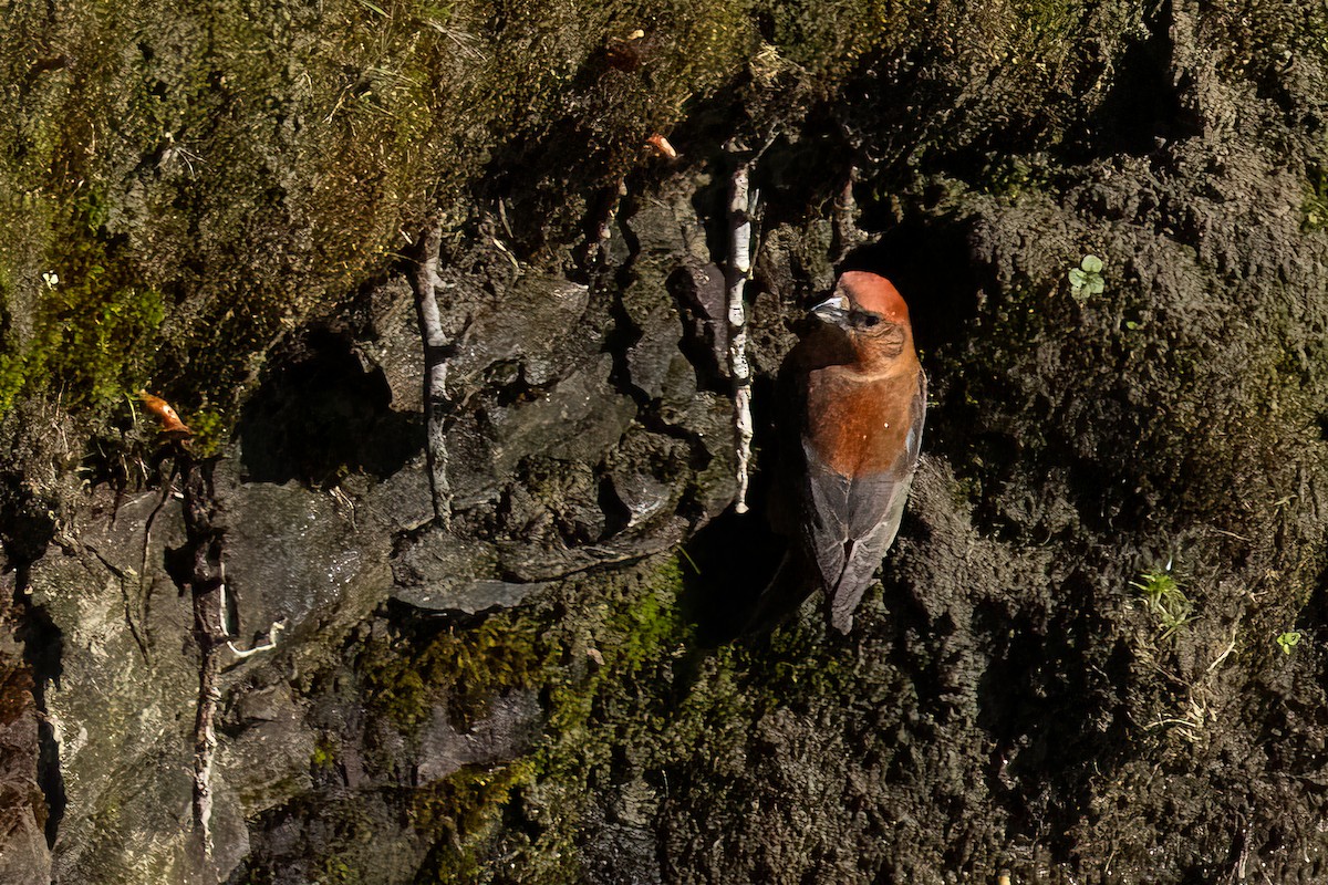 Red Crossbill - ML610919857