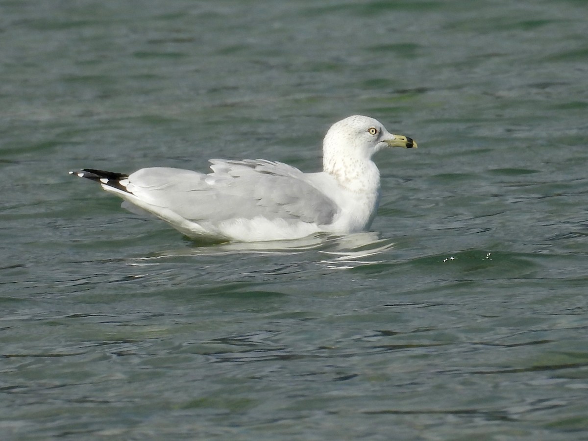 Ring-billed Gull - ML610919859