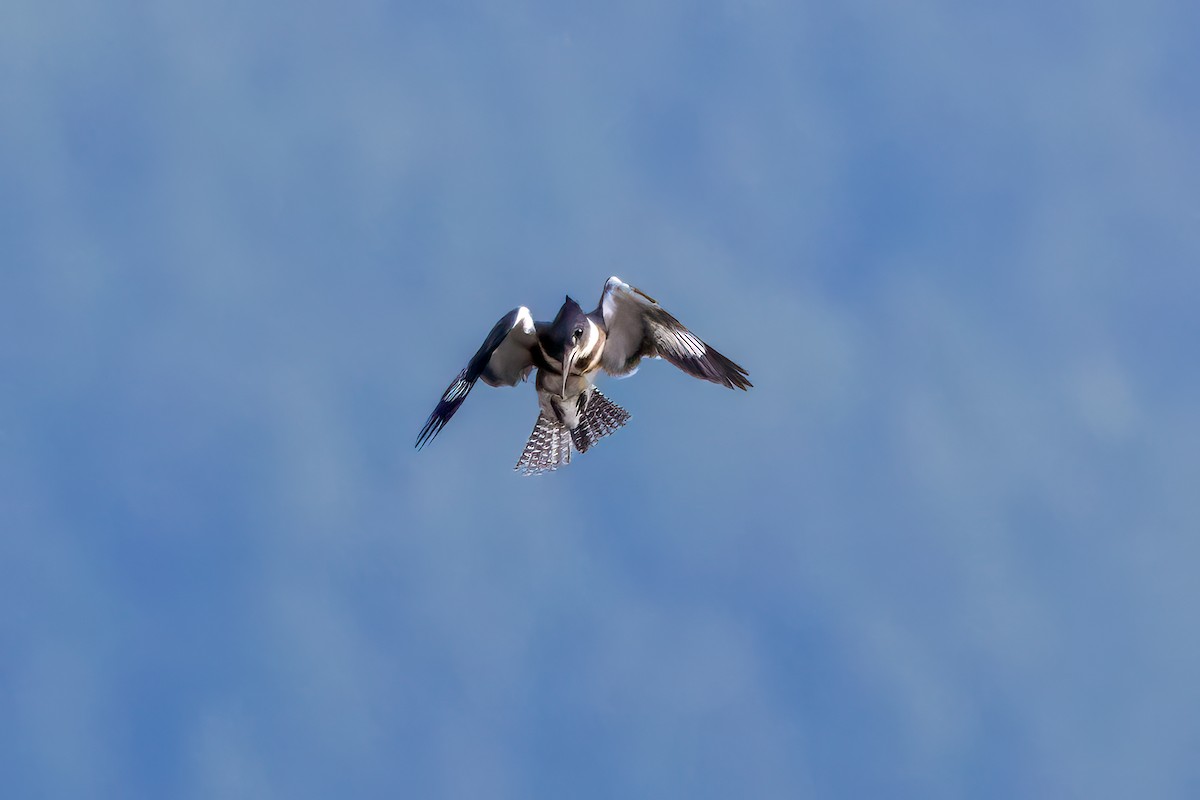 Belted Kingfisher - ML610919902