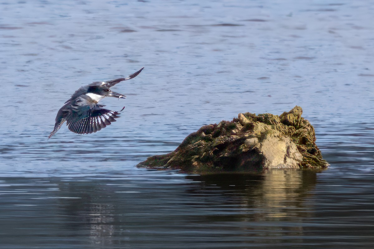 Belted Kingfisher - ML610919903