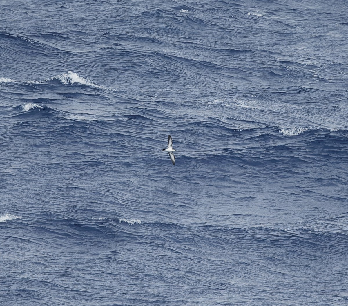 Tropical Shearwater - ML610920073