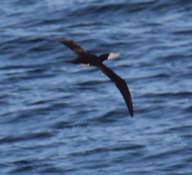 Brown Booby - Walter Thorne