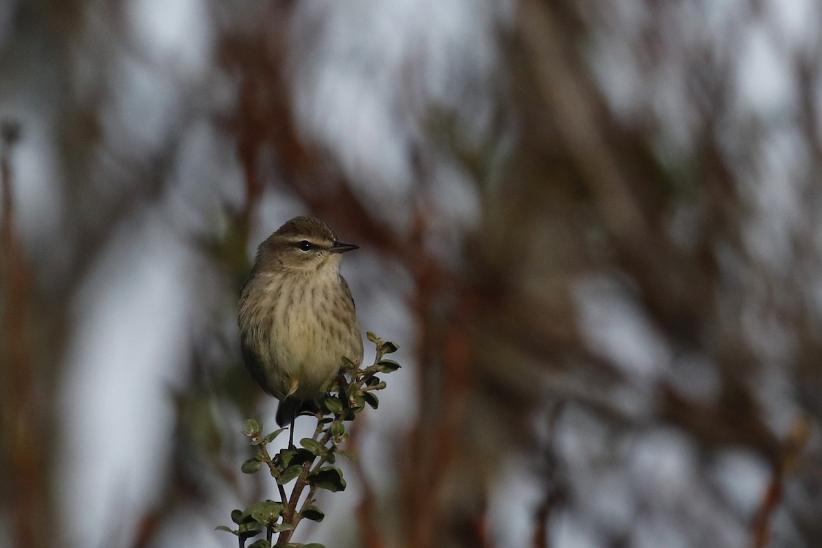 Palm Warbler - Max Benningfield