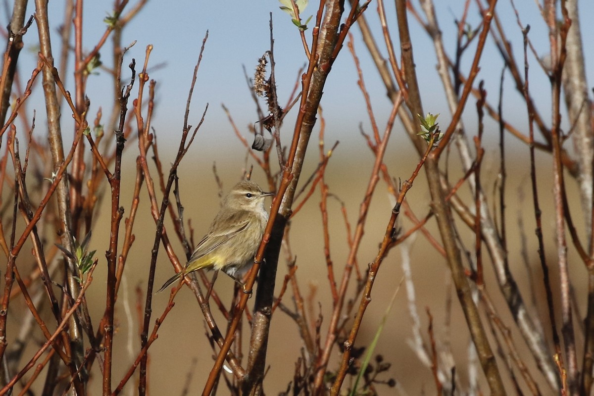 Palm Warbler - Max Benningfield